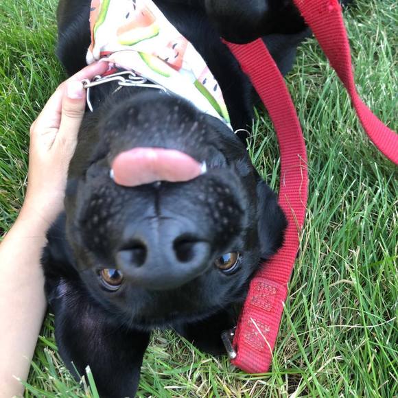 Meet your Posher, Mia - Picture 1 of 1